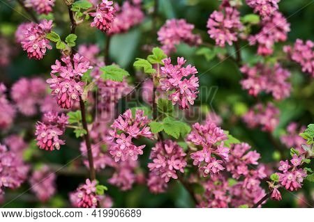 Beautiful Closeup Spring View Of Wild Red-flowering Currant (ribes Sanguineum) Pink Corolla And Yell