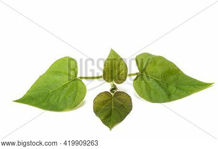 Paulownia Tomentosa Branch Isolated On White Background