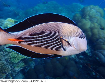 Sohal Surgeonfish Or Sohal Tang Or Arabian Surgeonfish (acanthurus Sohal) Undersea, Red Sea, Egypt, 