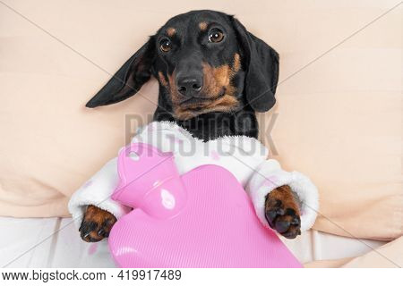 Poor Sick Dachshund Puppy In Pajamas Lying On Hospital Bed In Ward With Pink Heating Water Pad On It