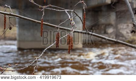 Gray Alder Male Flowers On The Background Of Water. Speckled Alder Catkins In The Foreground And Wat