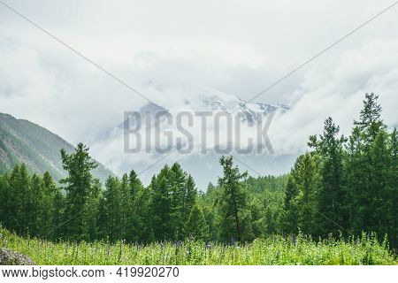 Scenic Alpine Landscape With Grassy Glade Near Forest Edge Against Big Snowy Mountain In Low Clouds.