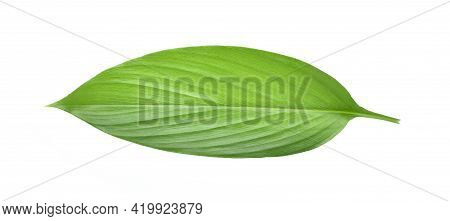 Fresh Leaves Of Turmeric (curcuma Longa) Ginger Medicinal Herbal Plant Isolated On White Background,