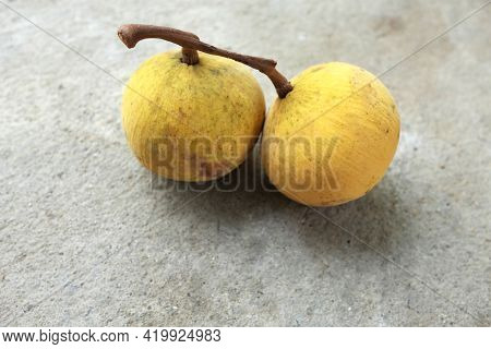 Two Fresh Ripe Santol Or Sentul Fruit (sandoricum Koetjape) Isolated On On Cement Floor Background.t