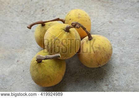 Group Fresh Ripe Santol Or Sentul Fruit (sandoricum Koetjape) Isolated On On Cement Floor Background