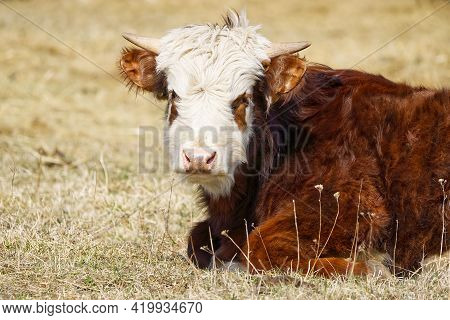 Young Chandler Herefords Cow Portrait. Brown And White Paint Cow. Cute Orange Cow With White Head