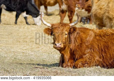 Red Cattle, Lying On Hay At Spring Field. Red Breed Cow For Meat And Milk. Farming, Free Grazing Con