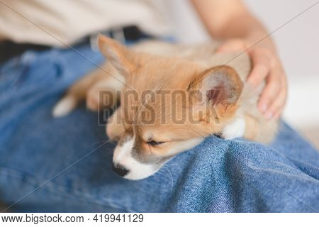 Young Female Holding Cute Little Pembroke Welsh Corgi Puppy. Taking Care And Adopting Pets Concept. 
