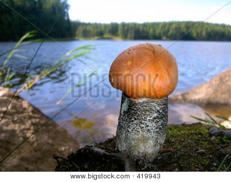 식용 버섯 Leccinum