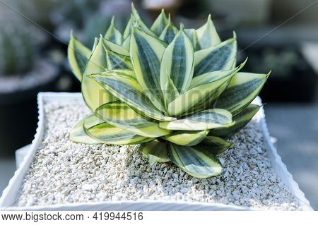 Yellow And Green Leaves Hanii ,sansevieria Trifasciata In Planting Pot