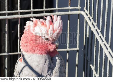Exotic Rosa Kakadu-galah, An Australian Captive Parrot.