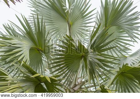 Close Up View Of Blue Latan Palm