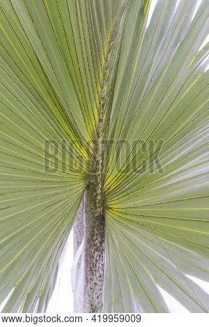 Close Up View Of Blue Latan Palm