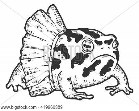 Frog Breviceps, In Ballet Tutu. Sketch Scratch Board Imitation. Black And White. Engraving Raster Il