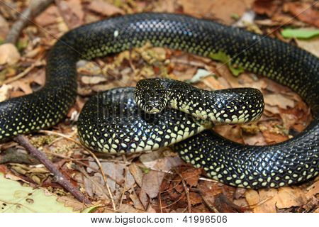 Siyah Kingsnake (Lampropeltis getula)