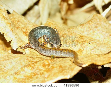 Négyujjú szalamandra (Hemidactylium scutatum)