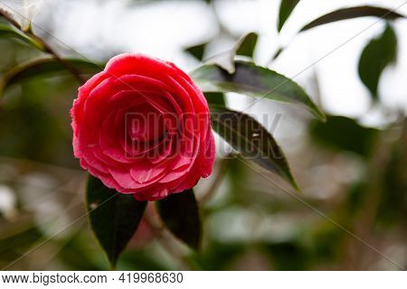 Camelia Coltivata, Rossa, Appena Sbocciata, Primo Piano