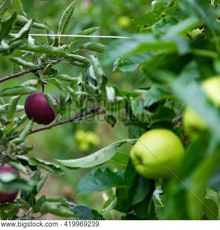 Mela Verde E Mela Rossa In Frutteto