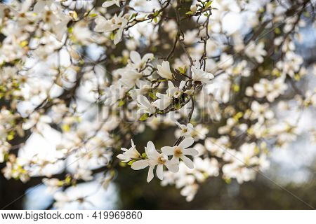Flowers Of Magnolia X Loebneri Blossom Spring Day