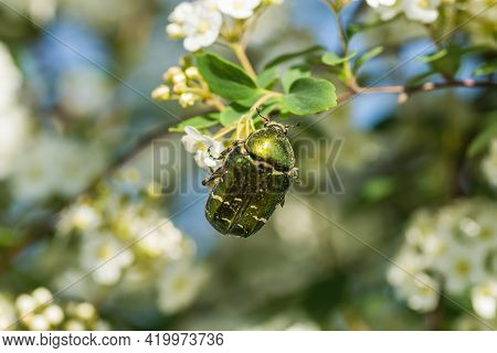 Insect Cetonia Aurata, On The Small, Snow-white Flowers Of Lobularia Maritima Alissum Maritimum.
