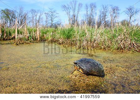 Blandings skildpadde (Emydoidea blandingii)