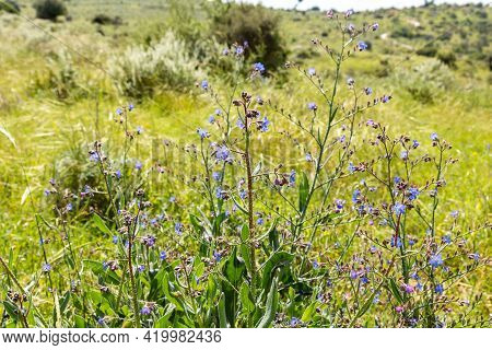 Bushes With Lots Of Small Fresh Blue Flowers Grow In The Meadow Near The Excavations Of The Ancient 
