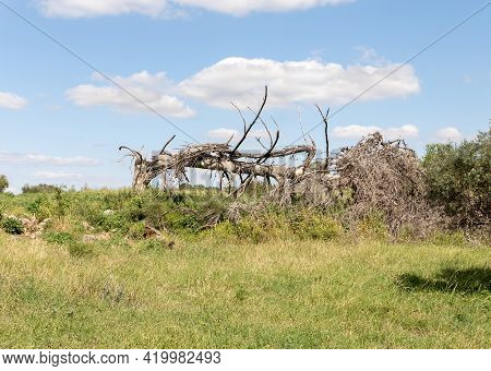 The Large Fallen Dry Tree Near The Excavations Of The Ancient Burial Caves Of The Sidonian Near The 