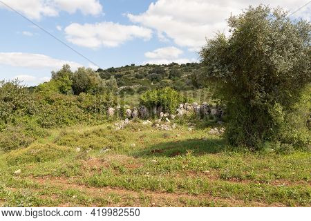 Nature Near The Excavations Of The Ancient Burial Caves Of The Sidonian Near The Maresha City In Bei
