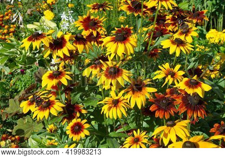 Bright Rudbeckia Blooms In The Summer Garden On A Sunny Day