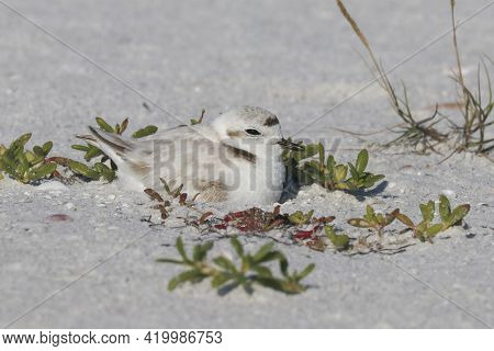 A Snowy Plover, Charadrius nivosus sits on it\'s nest in the sand on a sandbar in Florida