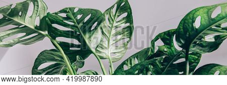 Monstera Monkey Mask, Or Official Name Monstera Adansonii, The Adansons Monstera, Swiss Cheese Plant