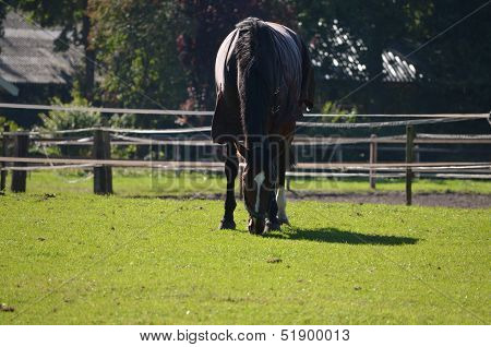 Horse