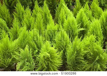 Lustrous Green Leaves