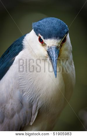 Black-crowned Night-heron In Jamaica Bay, Queens, Ny