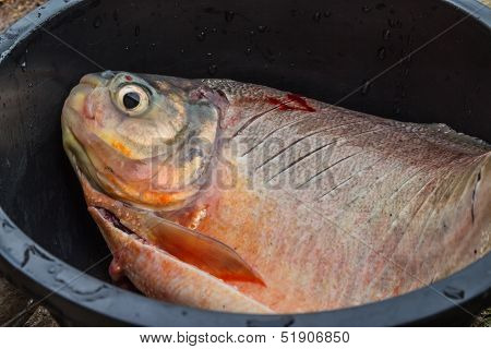 Freshly Fish For Dinner