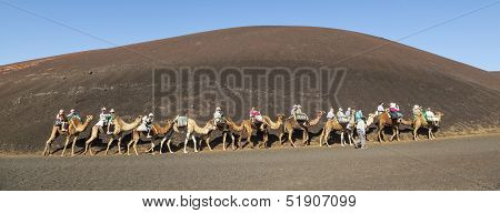 Tourists Ride On Camels Being Guided By Local People