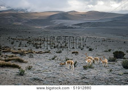 Vicunas In The Chimborazo Privince, Ecuador
