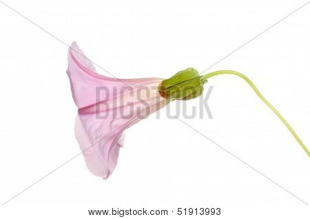 Bindweed Flower