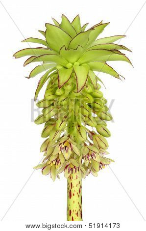Pineapple Flower