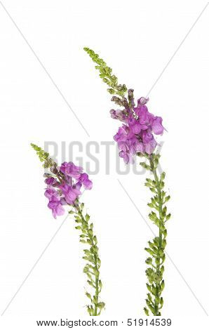 Purple Toadflax