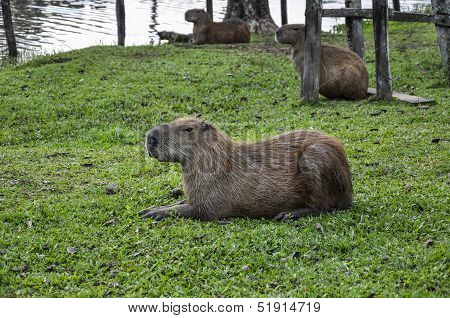 Brazil, Capivara