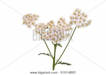 Yarrow