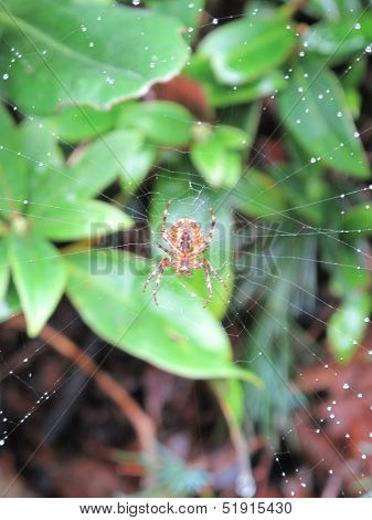 Spider Upon Web