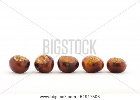 Line of Conkers