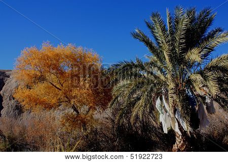 Desert Date Palm Tree