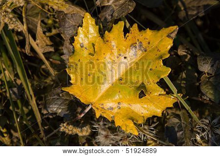 Fall Colors