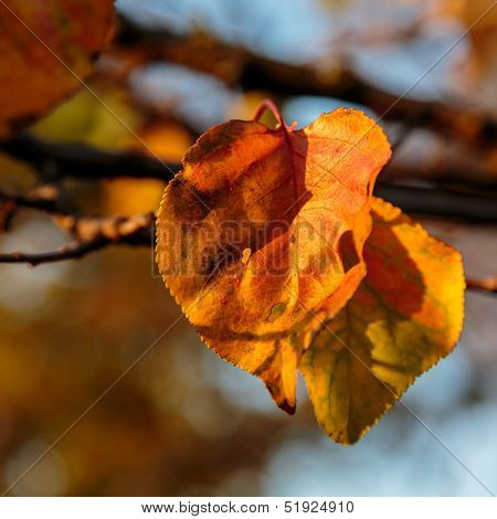 Fall Colors