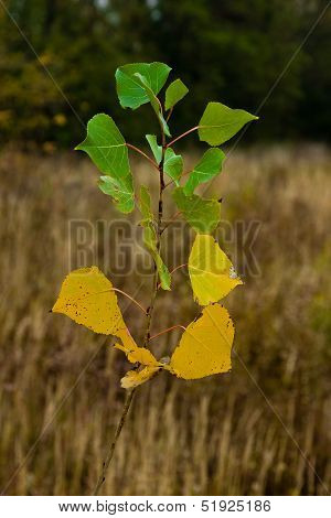 Fall Colors