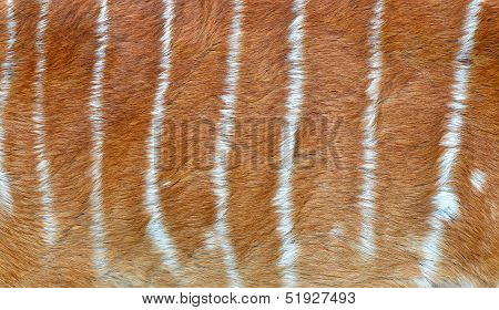 Textured Of Nyala Fur