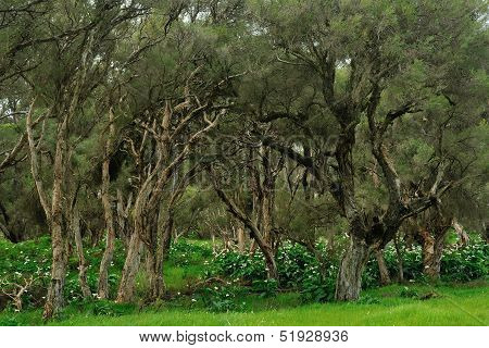Paperbark Swamp With Lily Infestation